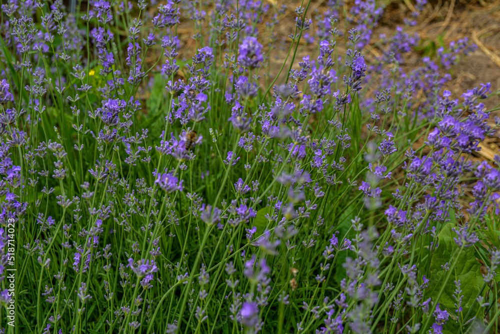 Blooming lavender in a field at sunset.