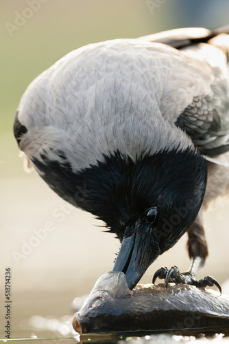 Bonte Kraai, Hooded Crow, Corvus cornix