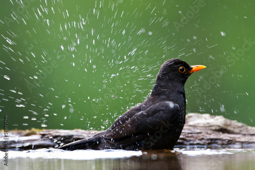 Merel, Eurasian Blackbird, Turdus merula