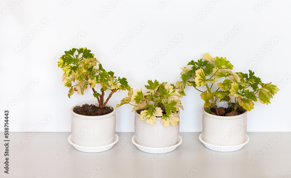 Three white ceramic pots with variegated geranium home flowers on a white background. Growing, breeding and caring for houseplants as a hobby. Creating comfort at home Three white ceramic pots with variegated geranium home flowers on a white background. Growing, breeding and caring for houseplants as a hobby. Creating comfort at home