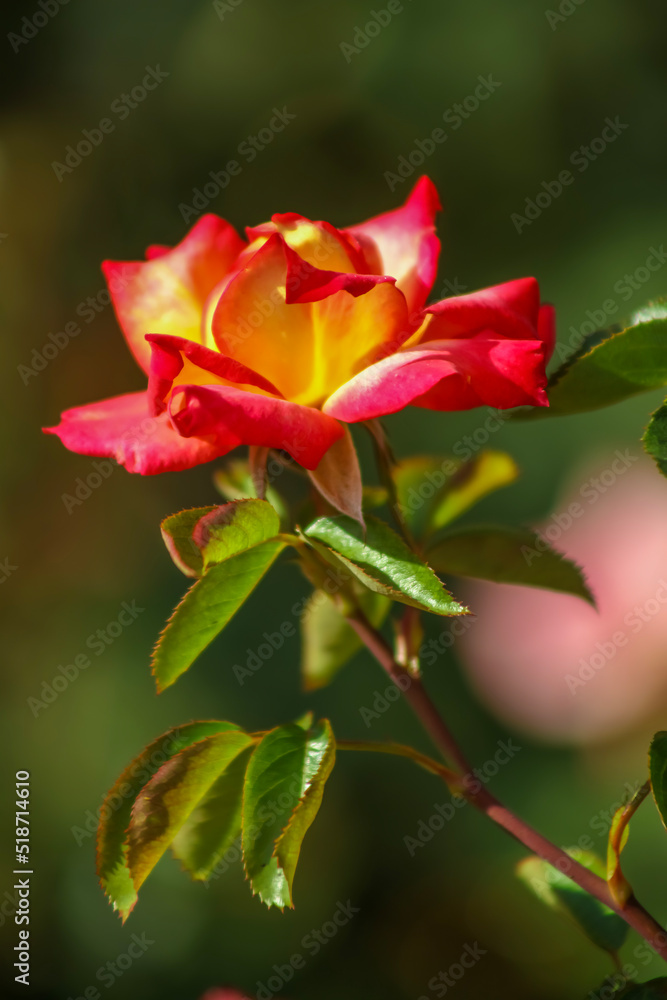 A red and yellow Tea Rose bloom