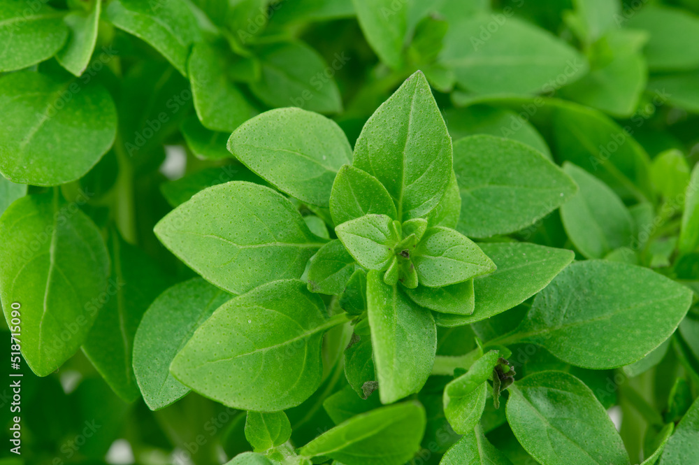 Fragrant bright green basil leaves on twigs Fragrant bright green basil leaves on twigs