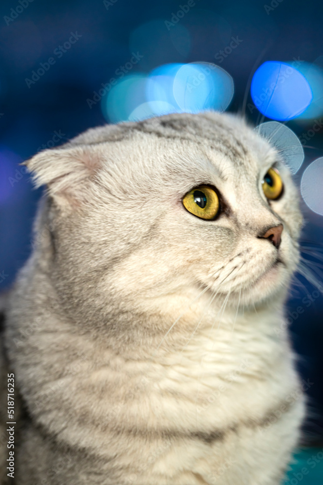 Adult cat fold-eared Scotsman close-up against a blurred background of the city. High quality photo