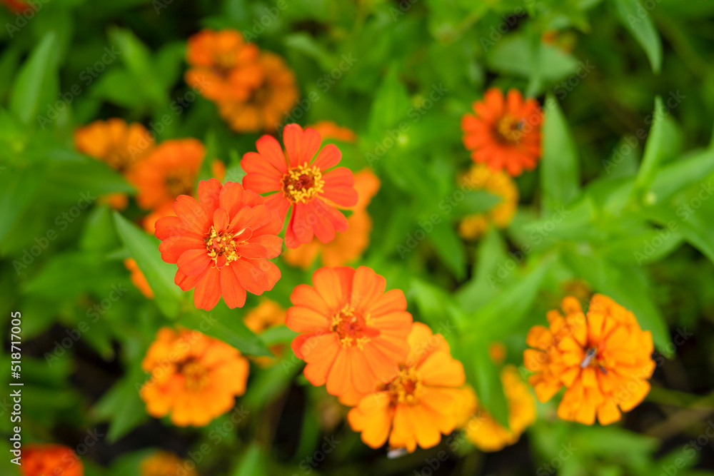 top view vibrant zinnia flowers blooming in the garden,selective focus top view vibrant zinnia flowers blooming in the garden,selective focus