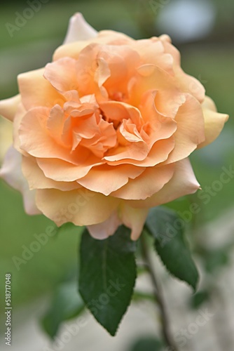 gardening. french tea-hybrid climbing rose variety Mishka apricot color on a green background on a summer day photo