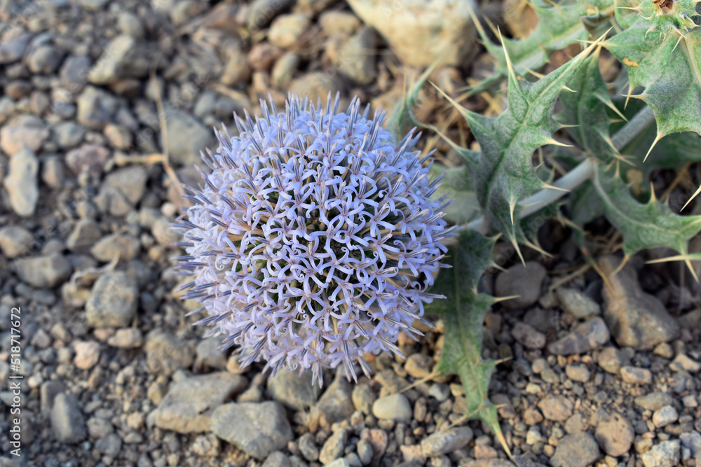 Fototapeta premium Beautiful flower in desert