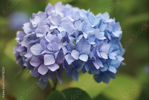 French hydrangea blue flowers growing in nature photo with blurred background, close up of blue hyacinth