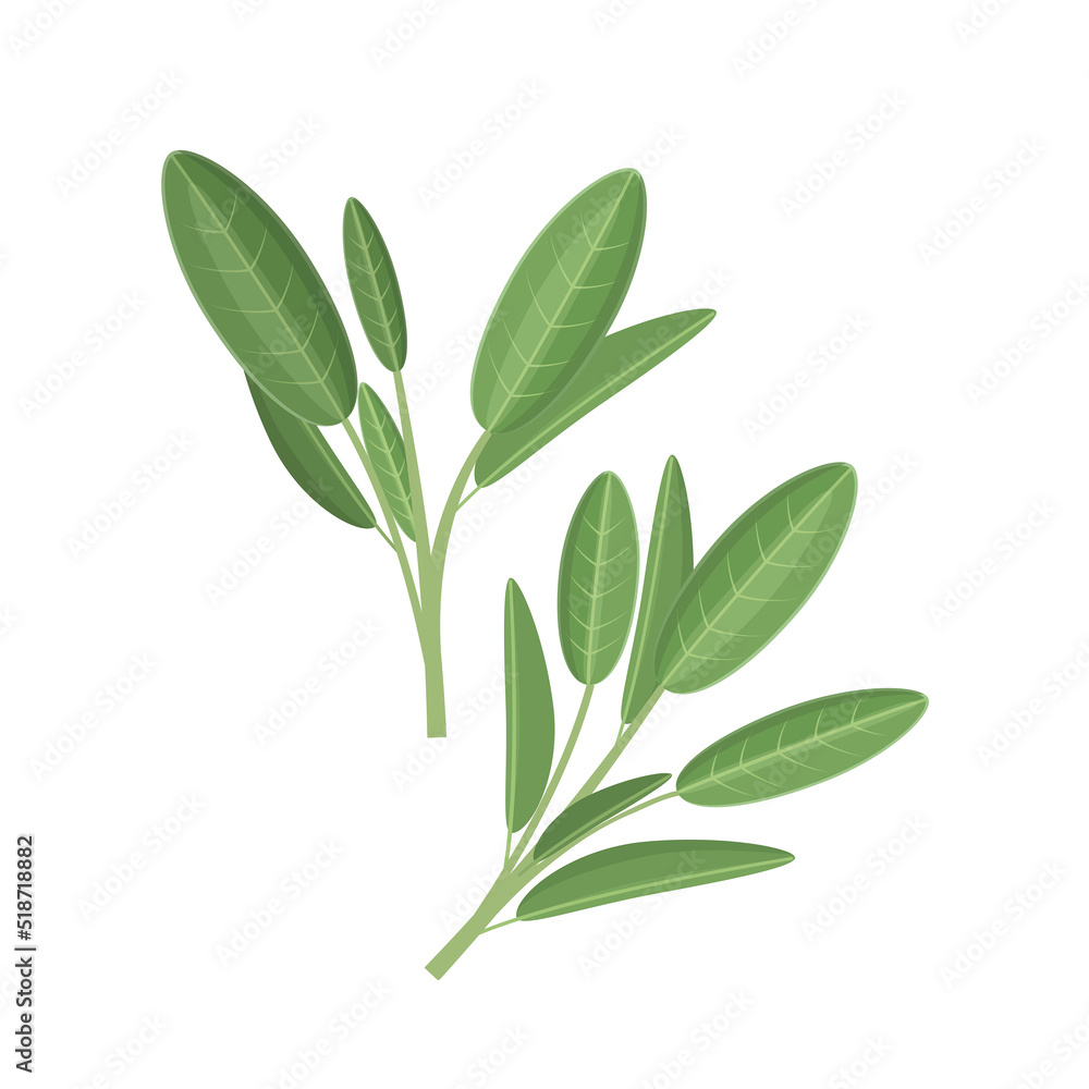 Sage branch with leaves, medicinal plant, vector Illustration on white background