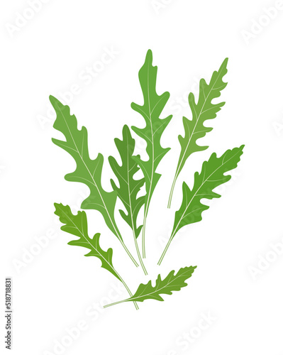 Fresh arugula leaves, vector illustration isolated on white backgroundol
