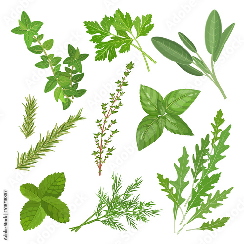 Spicy medicinal herbs set with thyme  mint  oregano  sage and other plants  square vector illustration isolated on white background