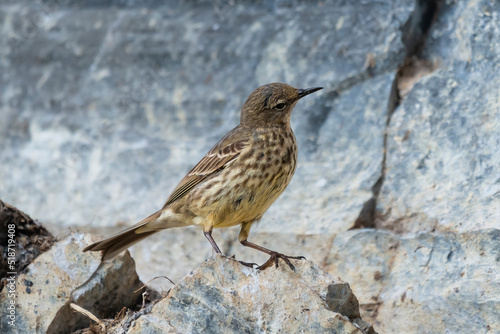 European rock pipit - Anthus petrosus - on the rock with light stony background on Hornoya Island in Norway.