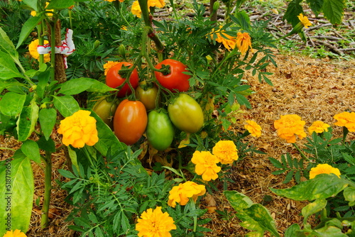 mûrissement tomates