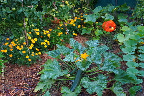 Potager particulier