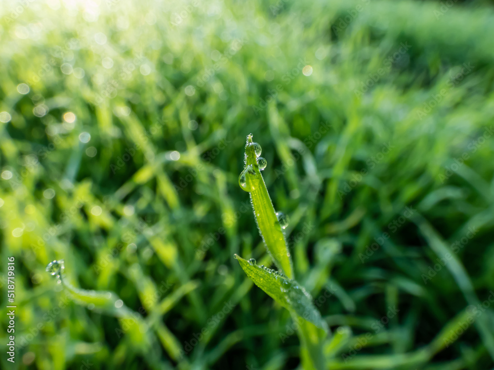 Bright green grass stems with few perfect, round water drops in early morning mist reflecting sunlight with blurred background Bright green grass stems with few perfect, round water drops in early morning mist reflecting sunlight with blurred background