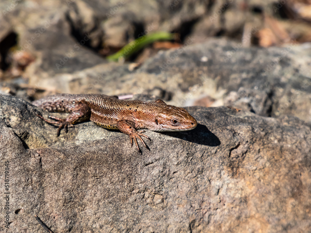 Viviparous lizard or common lizard (Zootoca vivipara) with detached tail sunbathing in the brigth sun on rock. Detailed view of head and eye Viviparous lizard or common lizard (Zootoca vivipara) with detached tail sunbathing in the brigth sun on rock. Detailed view of head and eye