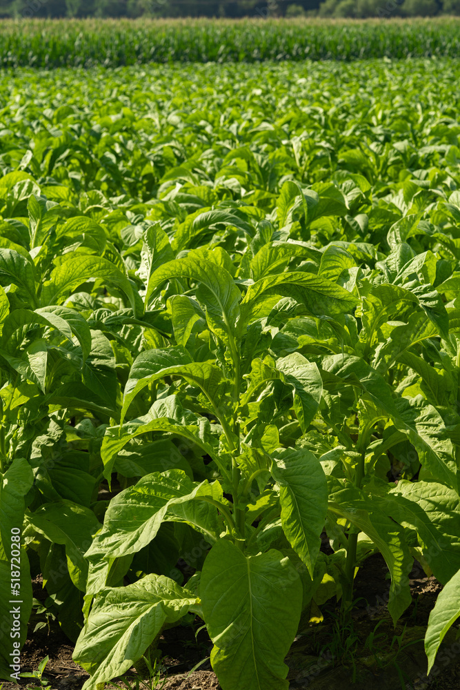 Fototapeta premium Yellow smoke grown on a large scale