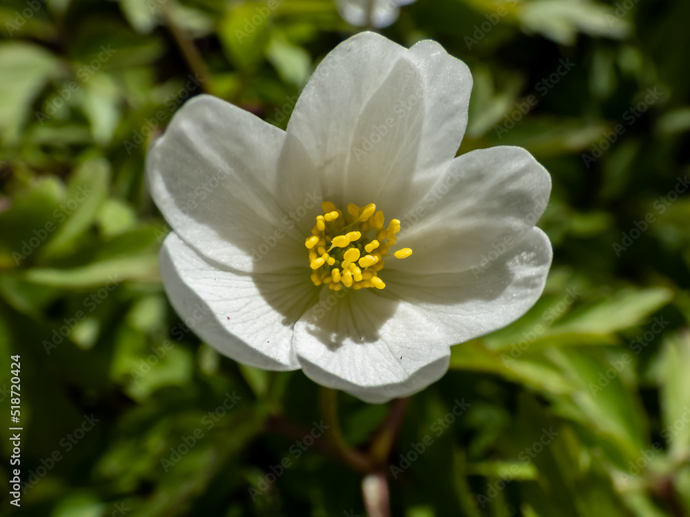 Macro of white spring flower Wood anemone (Anemone nemorosa) flowering in bright sunlight with blurred green background Macro of white spring flower Wood anemone (Anemone nemorosa) flowering in bright sunlight with blurred green background