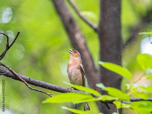 Common chaffinch, Fringilla coelebs, sits on a branch in spring on green background. Common chaffinch in wildlife.