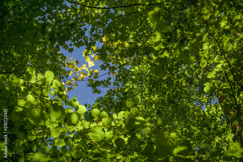 Green leaves background