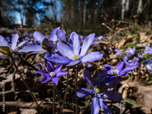 Macro shot of the Common hepatica (Anemone hepatica or Hepatica nobilis) blooming with purple flowers in sunlight in the forest. Beautifu and delicate floral spring background