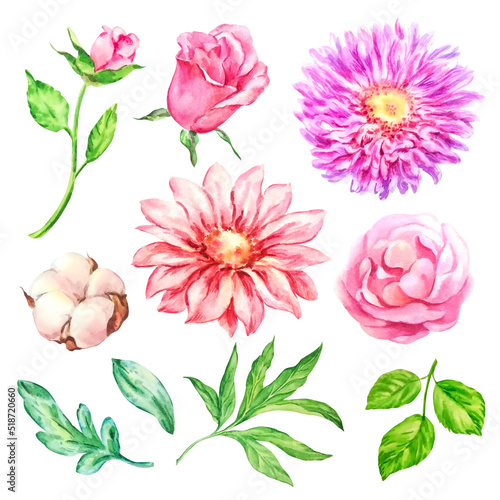 Set of watercolor flowers  leaves  cotton  aster  peony