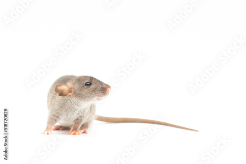 Cute rat dumbo on a white isolated background. Home pet. Copy space. © Irina