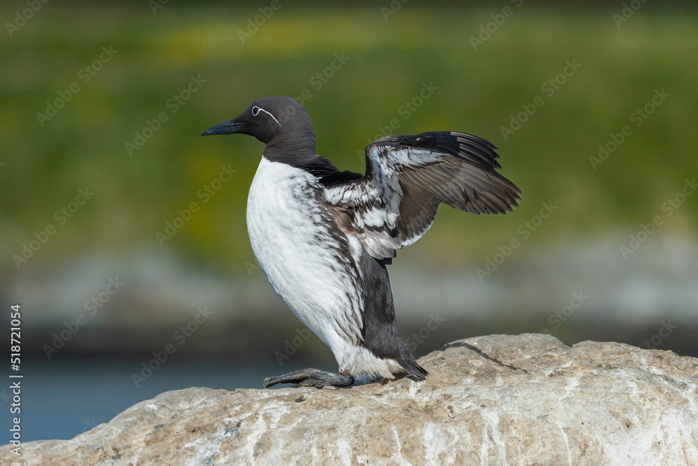 Fototapeta premium Common murre or common guillemot - Uria aalge on cliff with spread wings on rock on dar green background. Photo from Hornoya Island in Norway.