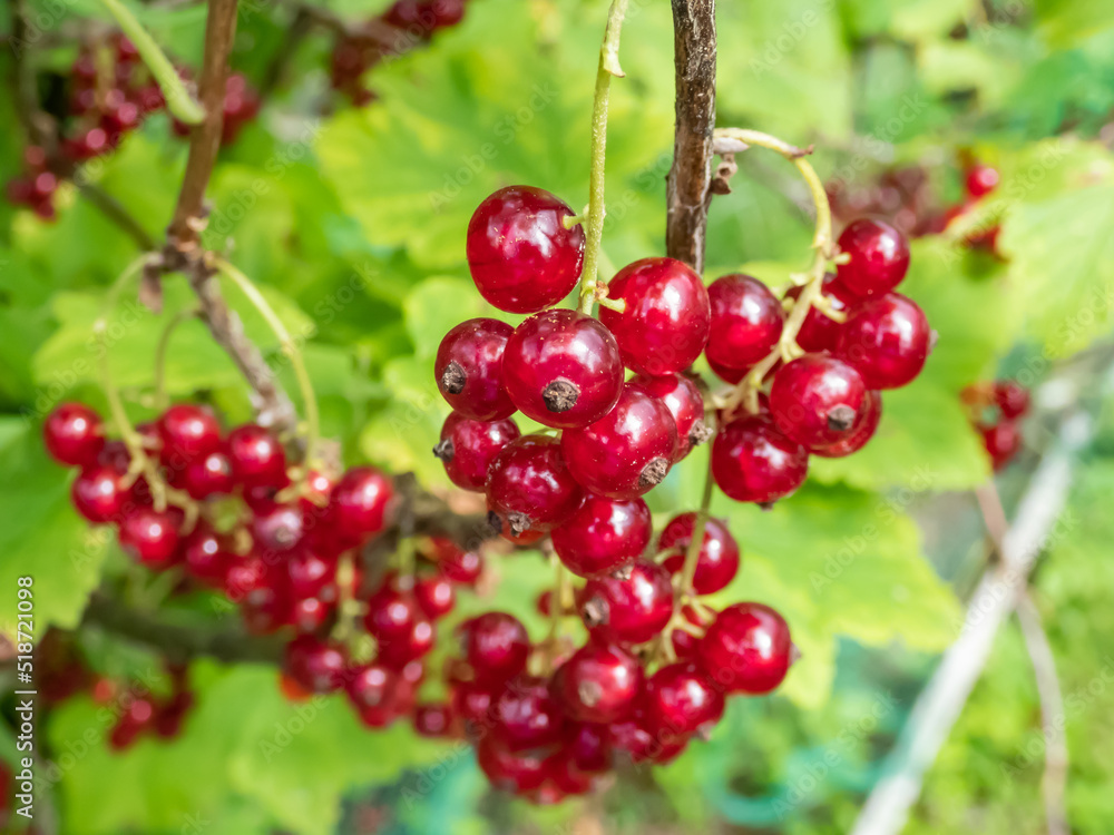 Perfect red ripe redcurrants (ribes rubrum) on the branch between green leaves with blurry background. Taste of summer
