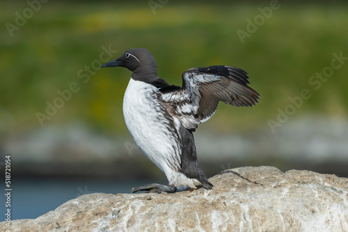 Common murre or common guillemot - Uria aalge on cliff with spread wings on rock on dar green background. Photo from Hornoya Island in Norway.