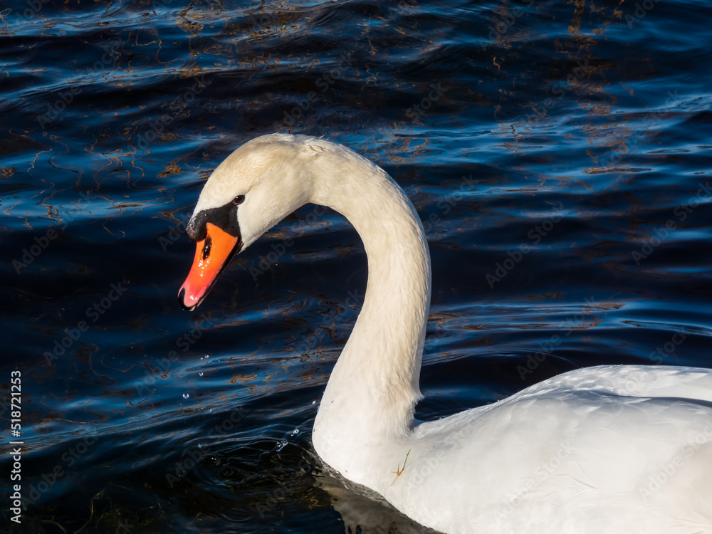 Beautiful close-up of portrait of adult mute swan (cygnus olor) with focus on eye and head with deep blue, dark background in sunlight Beautiful close-up of portrait of adult mute swan (cygnus olor) with focus on eye and head with deep blue, dark background in sunlight