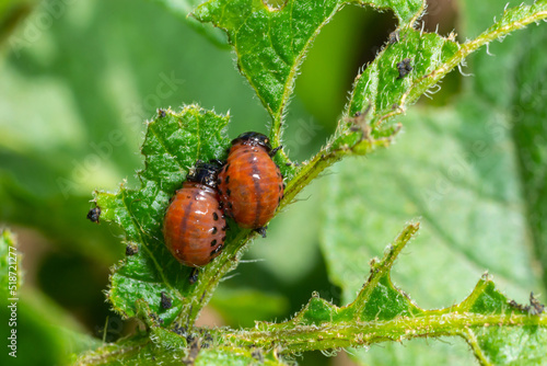 potato cultivation destroyed by larvae and beetles of Colorado potato beetle, Leptinotarsa decemlineata, also known as the Colorado beetle, the ten-striped spearman, the ten-lined potato beetle photo