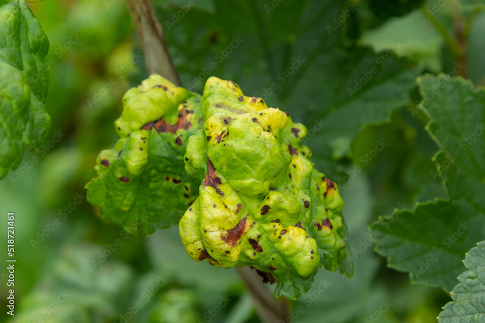 Gallic aphid on the leaves of red currant. The pest damages the currant leaves, red bumps on the leaves of the bush from the parasite disease Gallic aphid on the leaves of red currant. The pest damages the currant leaves, red bumps on the leaves of the bush from the parasite disease