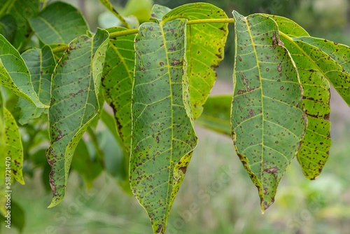 Fotografie Walnut anthracnose or walnut black spot - Gnomonia, Ophiognomonia leptostyla, fu