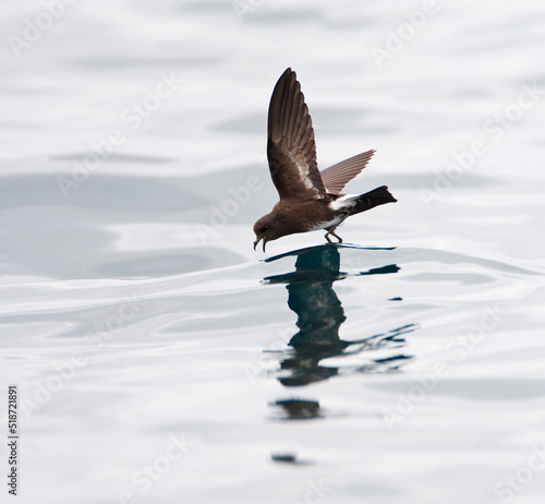 Sierlijk stormvogeltje, Elliot's Storm-Petrel, Oceanites gracili photo