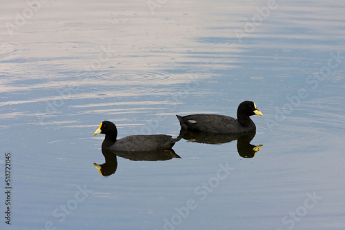 Witvleugelmeerkoet, White-winged Coot, Fulica leucoptera photo