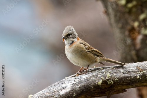 Roodkraaggors, Rufous-collared Sparrow, Zonotrichia capensis photo