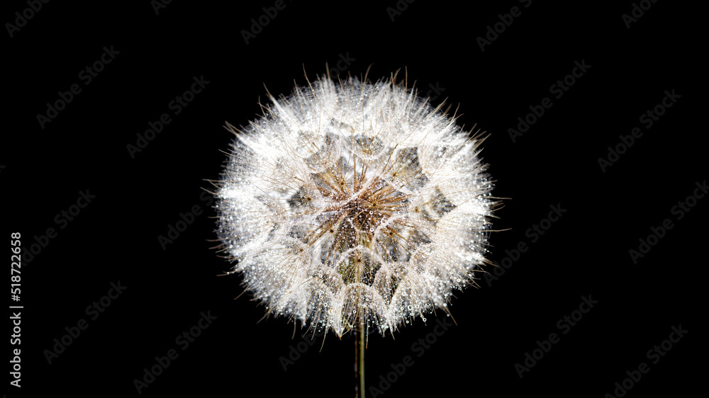 dandelion on a black background dandelion on a black background