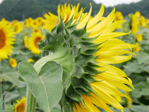 ひまわり　sunflower