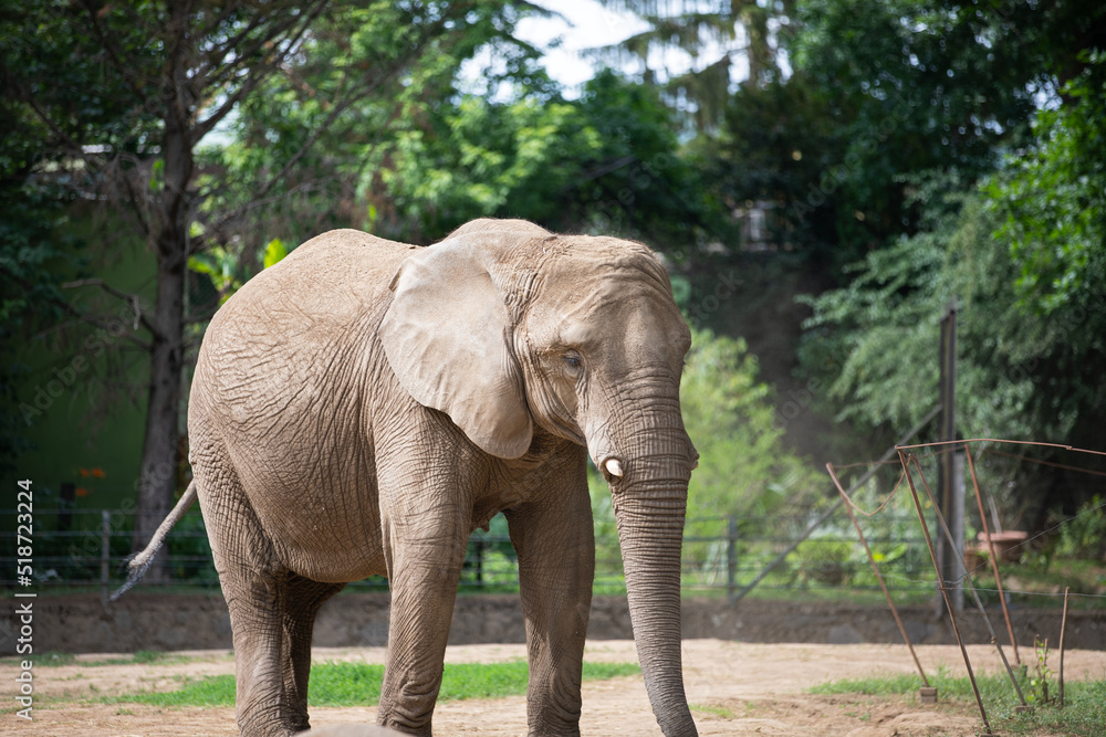 Fototapeta premium Elephant in a zoo