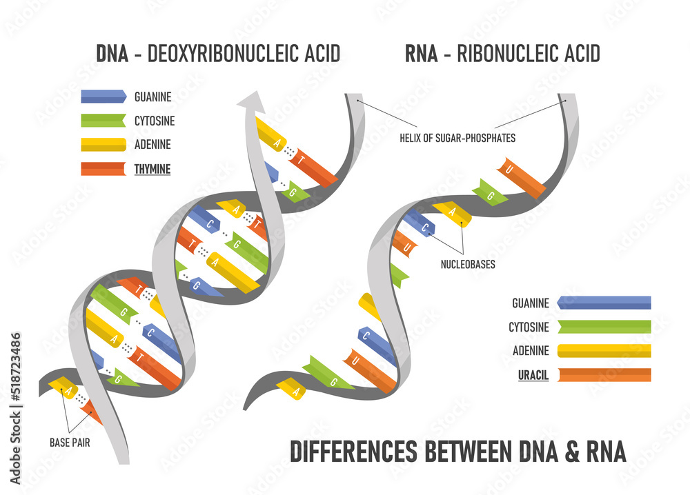contrast the structure of dna and rna