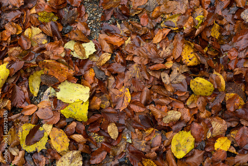 Autumn leaves © Ocskay Mark
