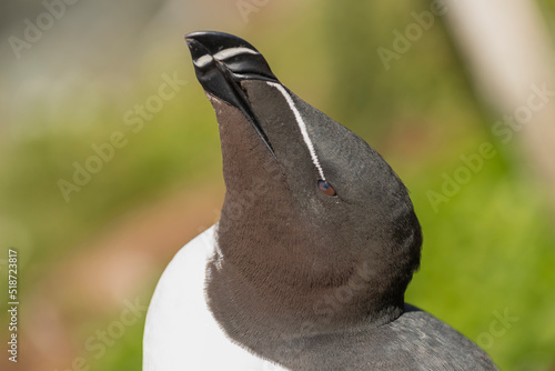 Obraz na plátně Portrait of razorbill - Alca torda - on blue - green background