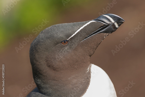 Portrait of razorbill - Alca torda - on blue - green background. Photo from Hornoya Island in Norway. photo