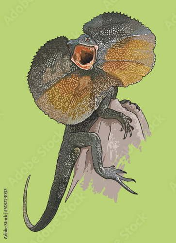 Drawing, Frilled neck lizard, beautiful,art.illustration, vectort