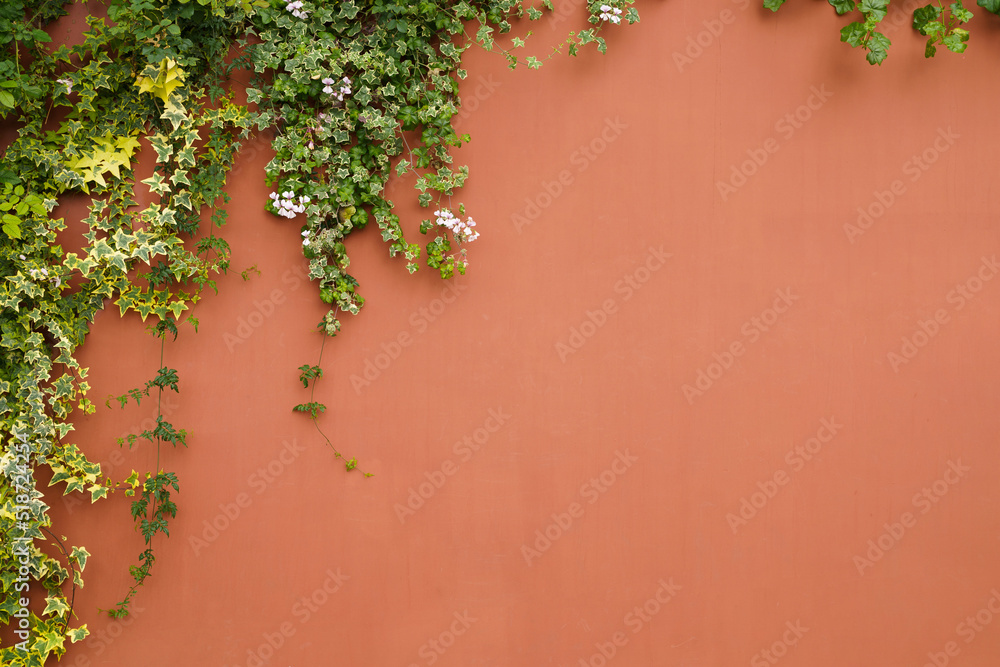 The wall is made of brick and then painted in white. There are creepers on the left wall. This wall is popular in English style. Also known as a vintage style. as background with copy space.
