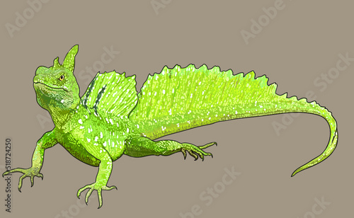 Drawing, Basilisk lizard, exotic, art.illustration, vector