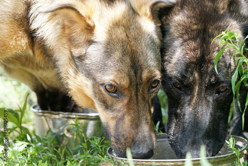 Photography Two big dogs drink water