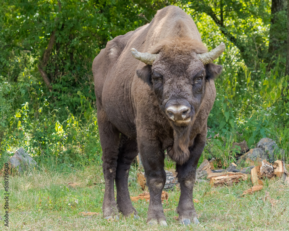 Fototapeta premium An Aurochs (European Bison) Resting near the Forest on a Hot Summer Day