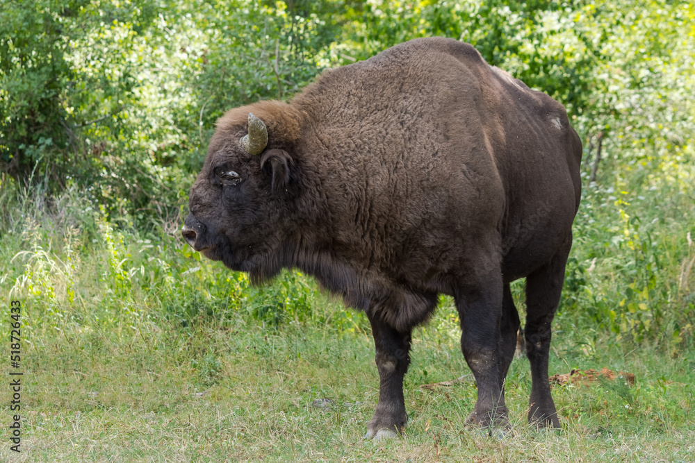A Beautiful Male Aurochs (European Bison) from a Romanian Sanctuary A Beautiful Male Aurochs (European Bison) from a Romanian Sanctuary