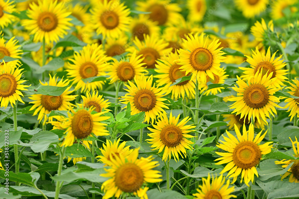 I went to a beautiful sunflower field last weekend I went to a beautiful sunflower field last weekend